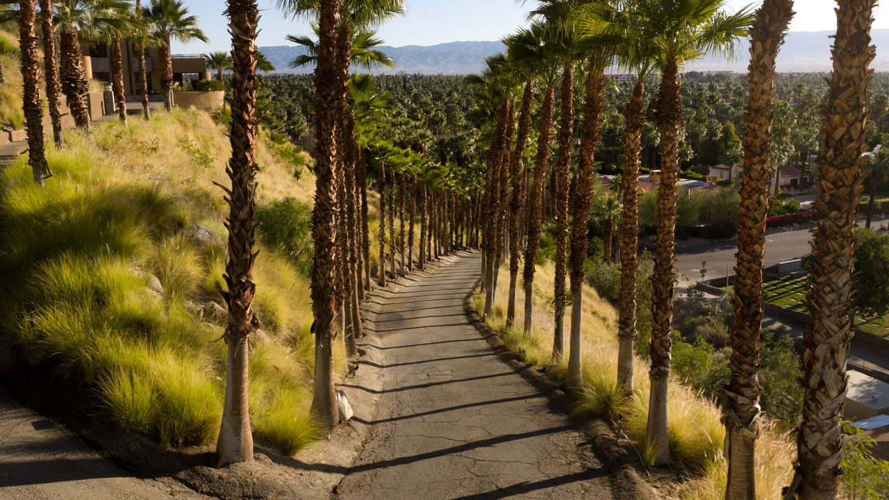 Palm-lined drive descending the estate hillside
